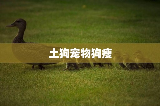 土狗寵物狗瘦