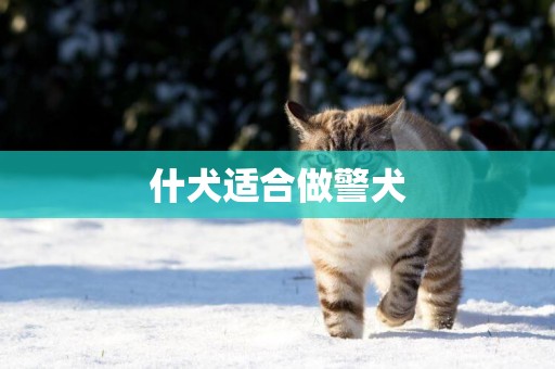 什犬適合做警犬