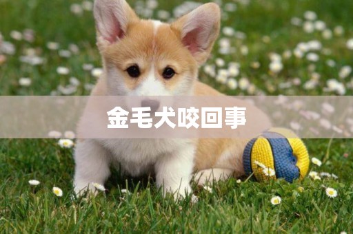 金毛犬咬回事