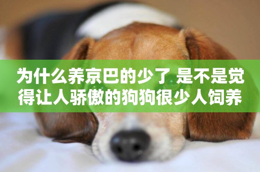 為什么養京巴的少了 是不是覺得讓人驕傲的狗狗很少人飼養