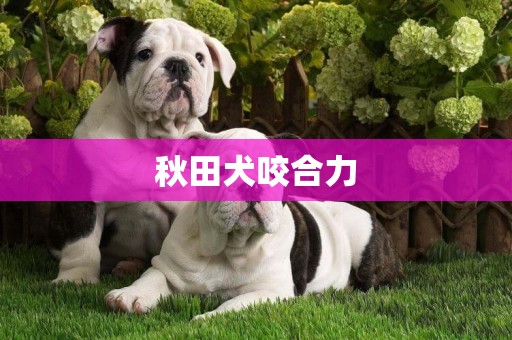 秋田犬咬合力