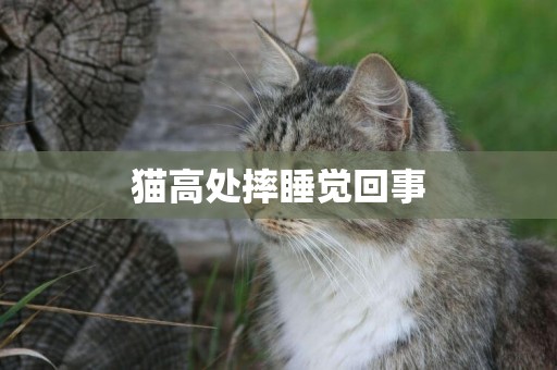 貓高處摔睡覺回事