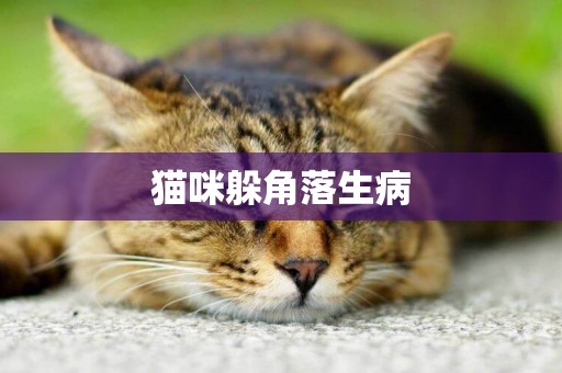 貓咪躲角落生病