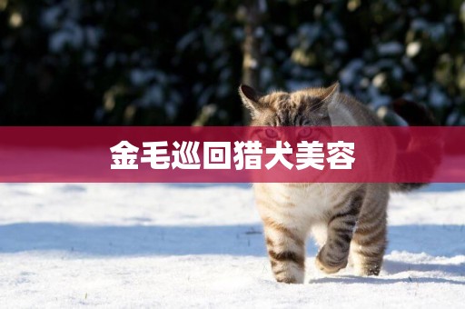 金毛巡回獵犬美容