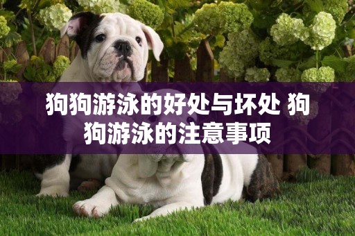 狗狗游泳的好處與壞處 狗狗游泳的注意事項