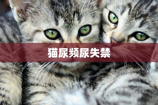 貓尿頻尿失禁