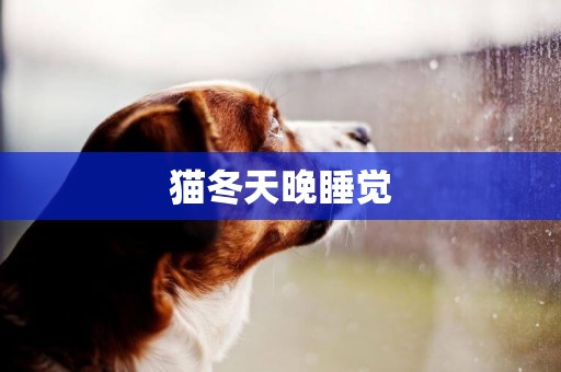 貓冬天晚睡覺
