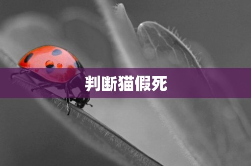 判斷貓假死