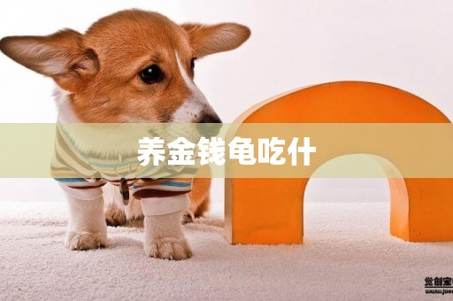 養金錢龜吃什