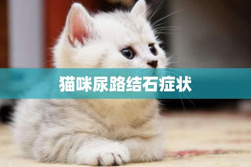 貓咪尿路結石癥狀