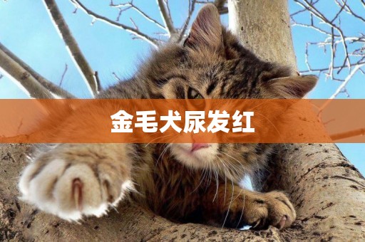 金毛犬尿發紅