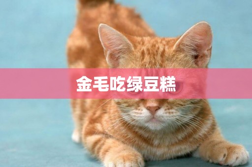 金毛吃綠豆糕