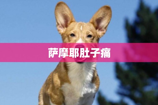 薩摩耶肚子痛