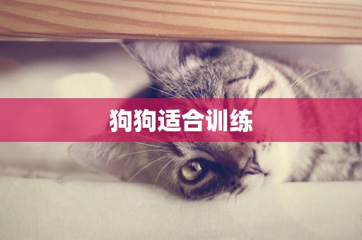 狗狗適合訓練