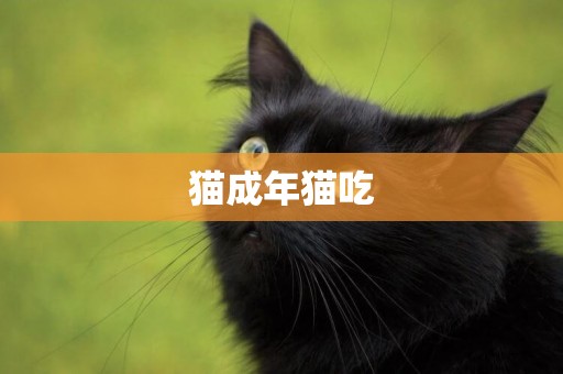 貓成年貓吃