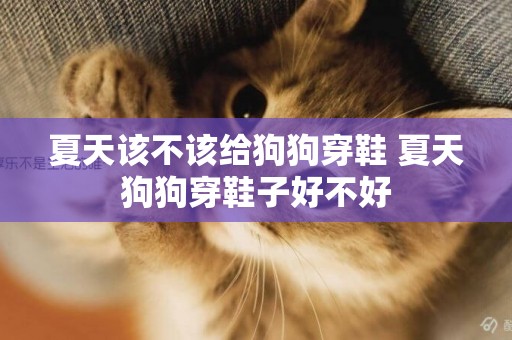 夏天該不該給狗狗穿鞋 夏天狗狗穿鞋子好不好