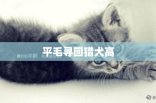 平毛尋回獵犬高