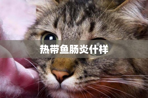 熱帶魚腸炎什樣