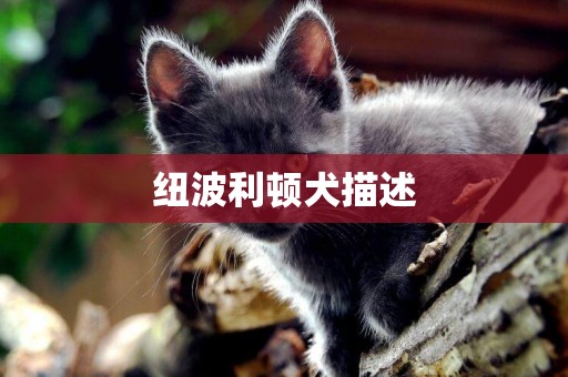 紐波利頓犬描述