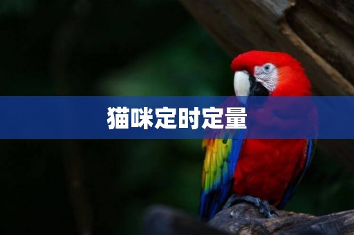 貓咪定時定量