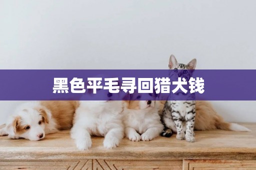 黑色平毛尋回獵犬錢