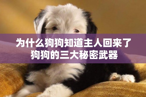 為什么狗狗知道主人回來了 狗狗的三大秘密武器