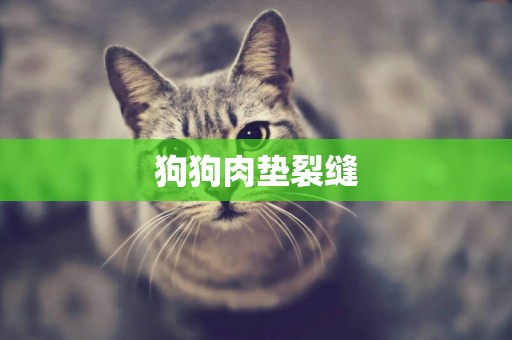 狗狗肉墊裂縫