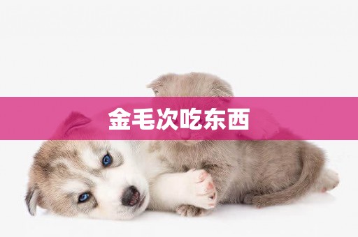 金毛次吃東西