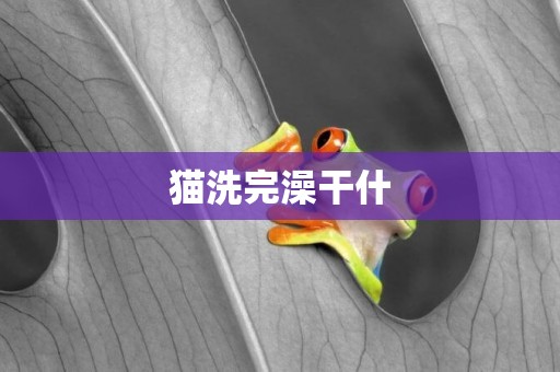貓洗完澡干什