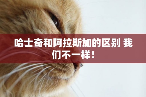 哈士奇和阿拉斯加的區別 我們不一樣！