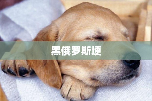 黑俄羅斯埂