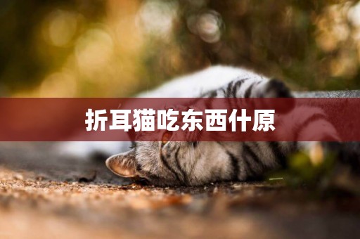 折耳貓吃東西什原