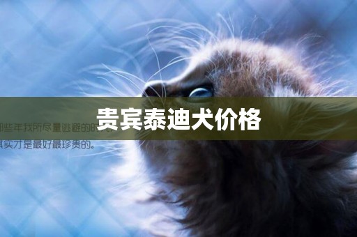 貴賓泰迪犬價格
