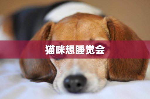 貓咪想睡覺會