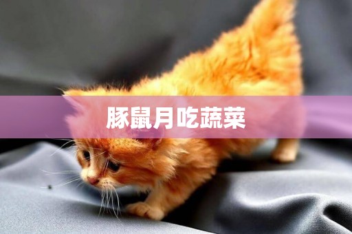 豚鼠月吃蔬菜