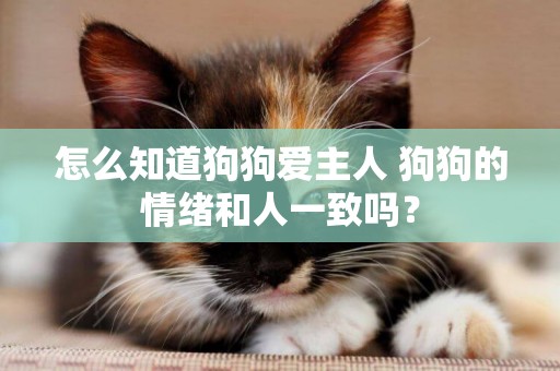 怎么知道狗狗愛主人 狗狗的情緒和人一致嗎？