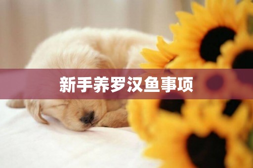 新手養羅漢魚事項
