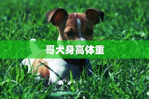 哥犬身高體重