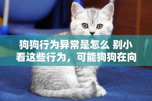 狗狗行為異常是怎么 別小看這些行為，可能狗狗在向你求救
