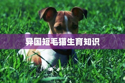 異國短毛貓生育知識