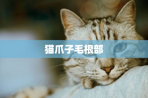 貓爪子毛根部