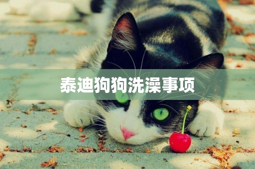 泰迪狗狗洗澡事項