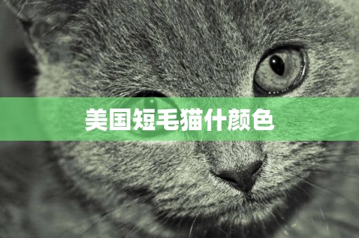 美國短毛貓什顏色