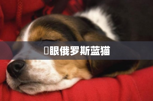 藍眼俄羅斯藍貓