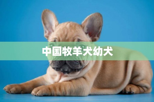 中國牧羊犬幼犬
