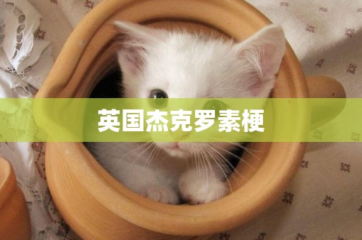 英國杰克羅素梗