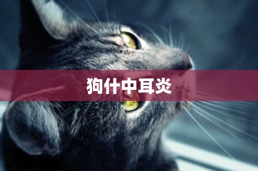 狗什中耳炎