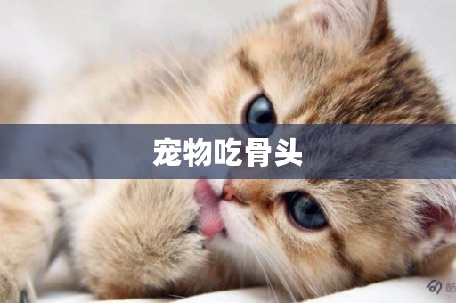 寵物吃骨頭