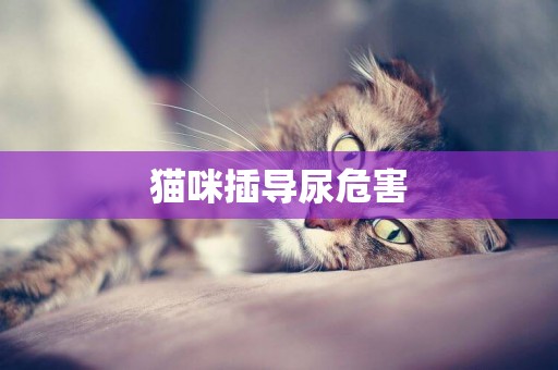 貓咪插導尿危害