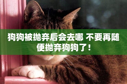 狗狗被拋棄后會去哪 不要再隨便拋棄狗狗了！